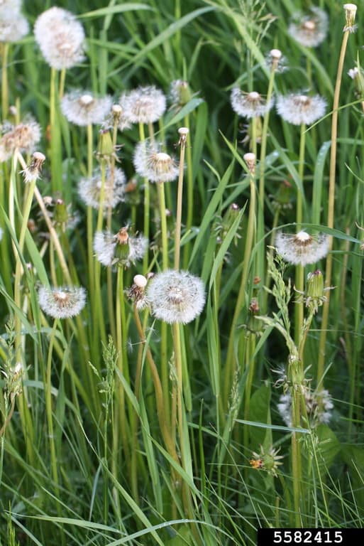 Malezas de hoja ancha