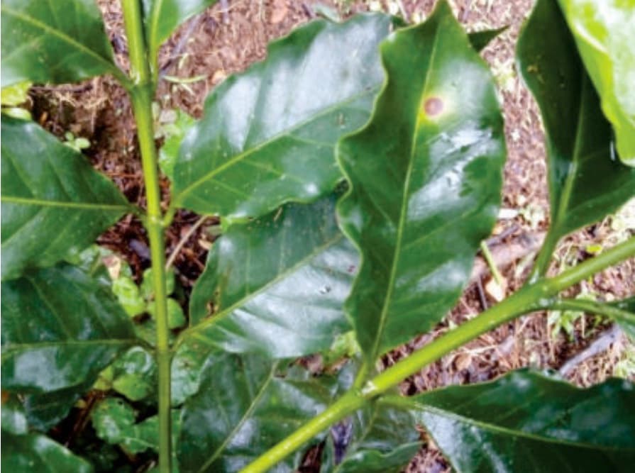 Cercospora - Mancha de hierro