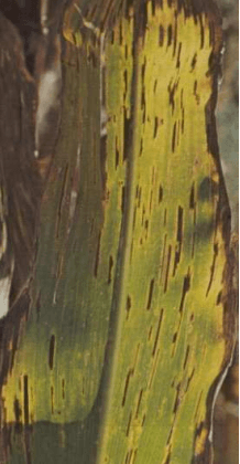 Manchas foliares en maíz