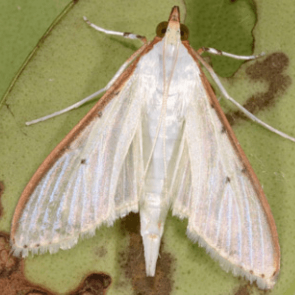 Margaronia