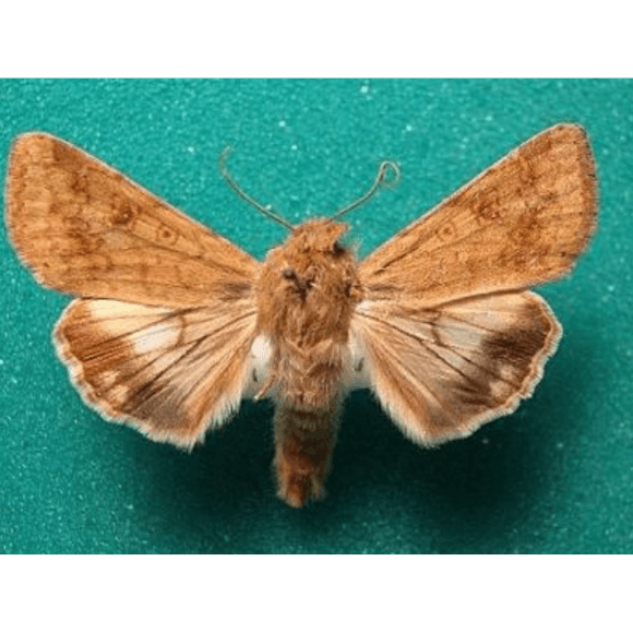 Mazorquero