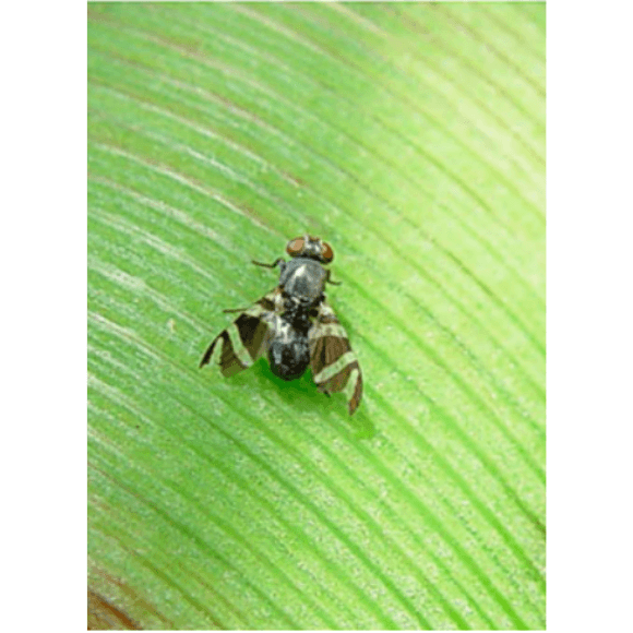 Mosca de la mazorca