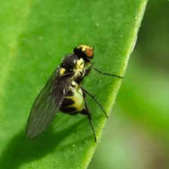 Mosca minadora