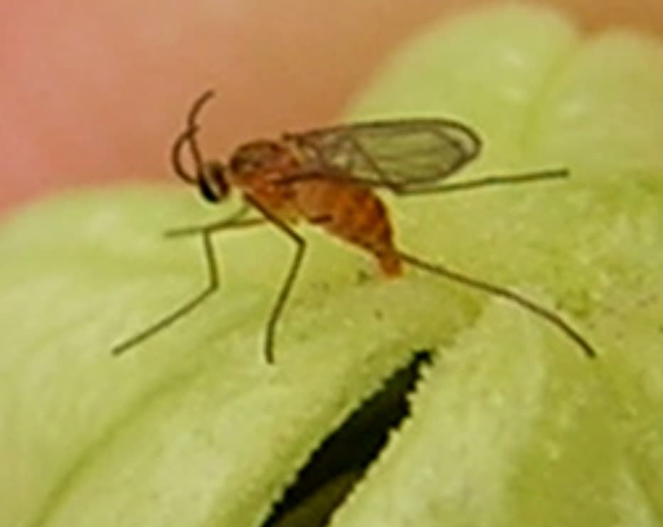 Caracha