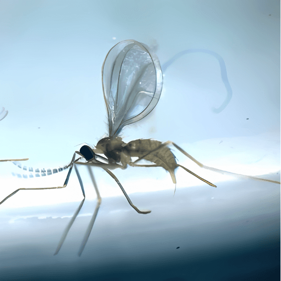 Mosquilla de los brotes