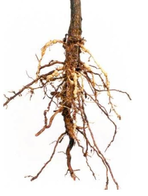 Nematodos