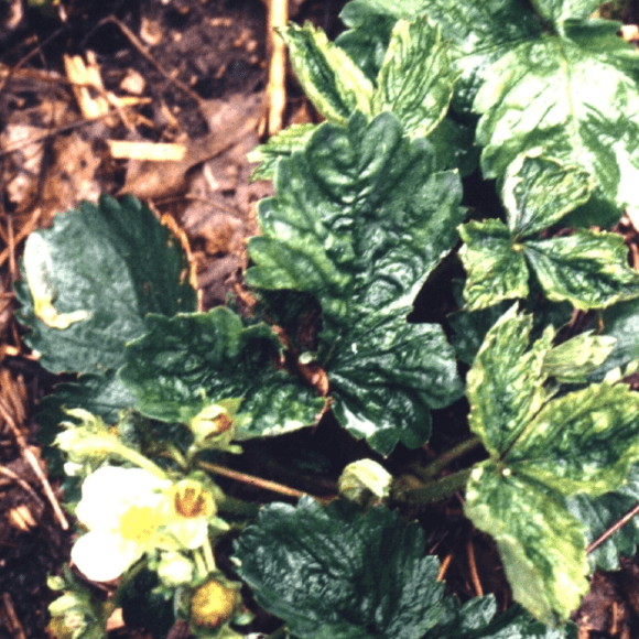 Ácaro del Cyclamen