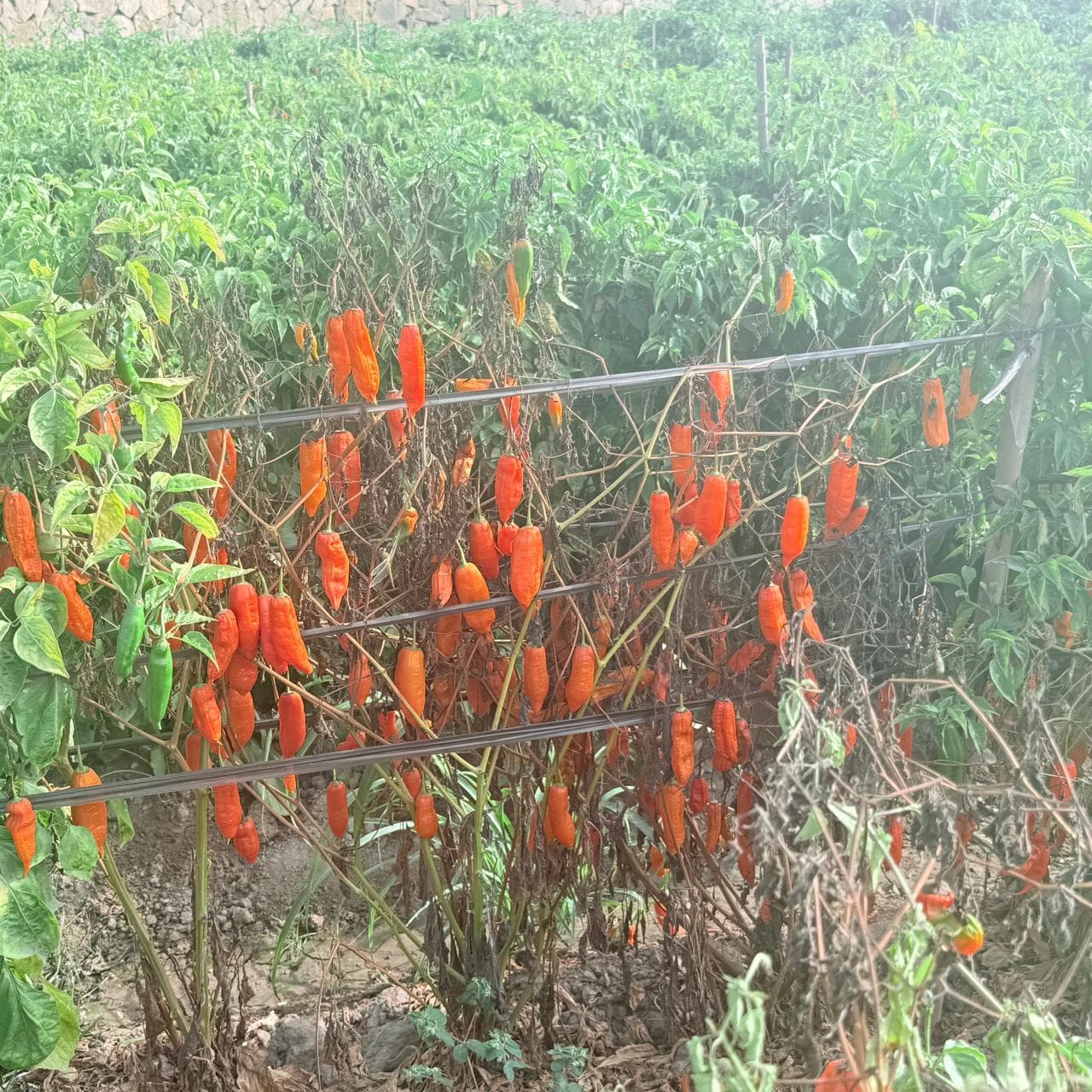 Phytophthora
