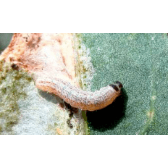 Polilla de la quinua