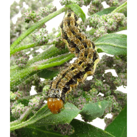 Gusano de tierra - Helicoverpa spp