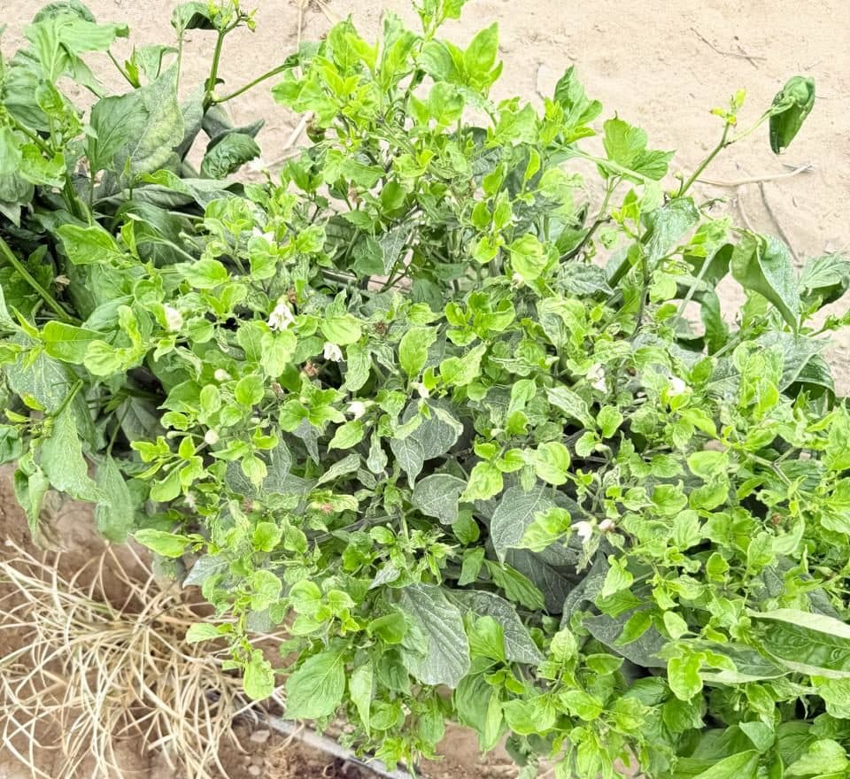 Acaro hialino