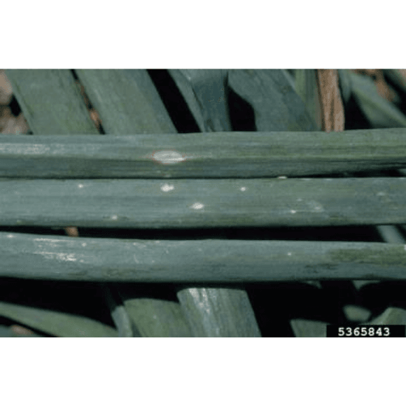 Pudrición gris del cuello y tizón foliar