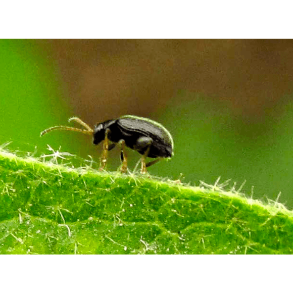 Pulguilla saltona - Epitrix spp.