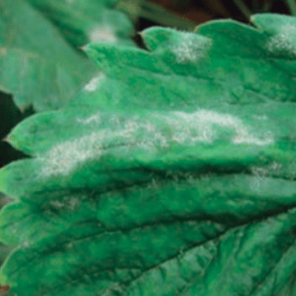 Oidium