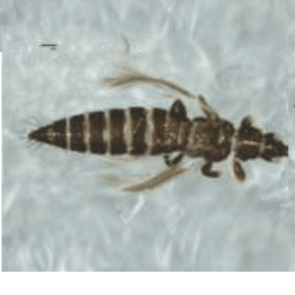 Trips del salpullido