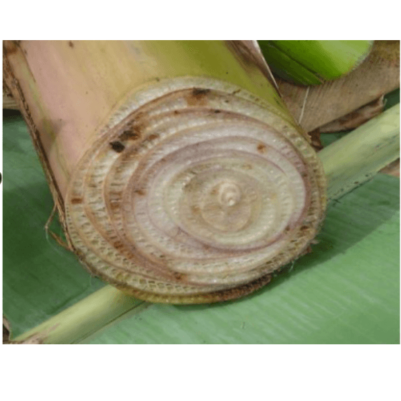 Virus del rayado del banano (BSV)