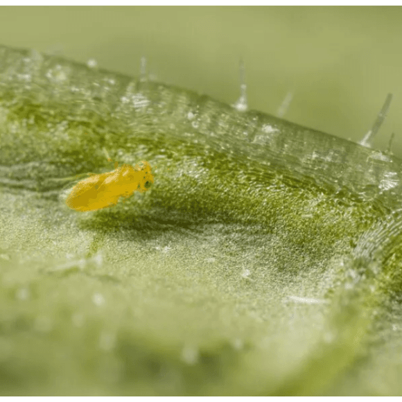 Aphytis spp.