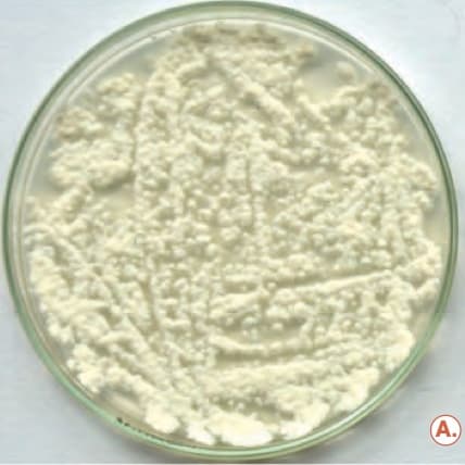 Beauveria bassiana