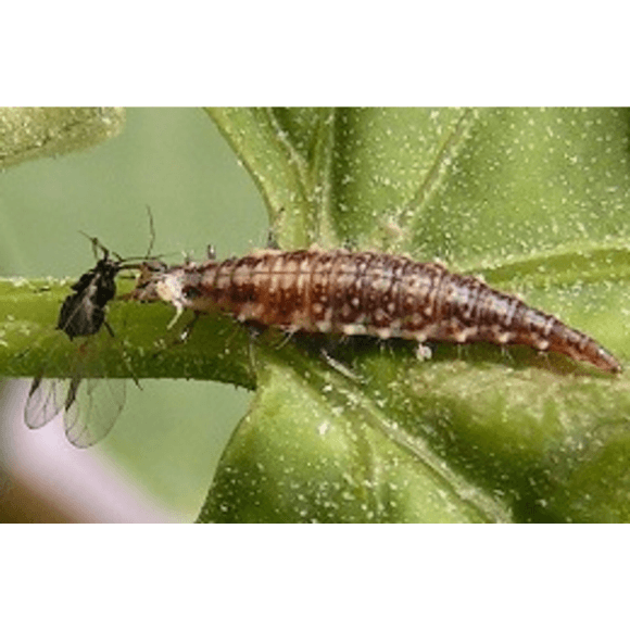 Chrysoperla externa o C. carnea (Crisopas)