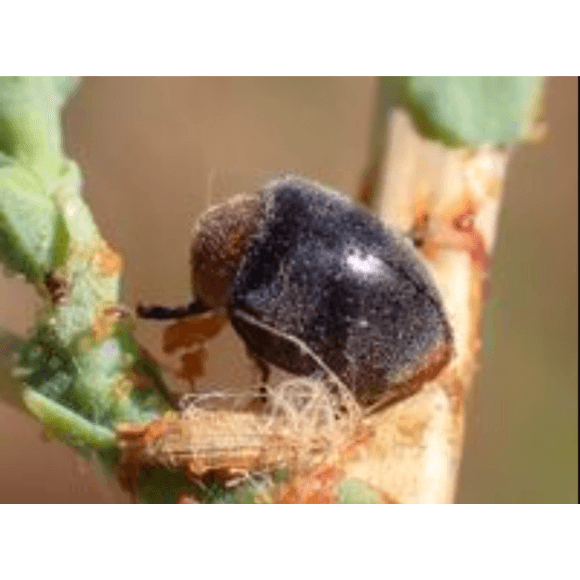 Cryptolaemus montrouzieri