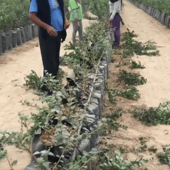 Eliminar el exceso de ramas