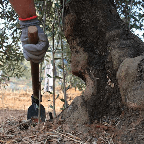 Eliminar mamones o brotes verticales vigorosos