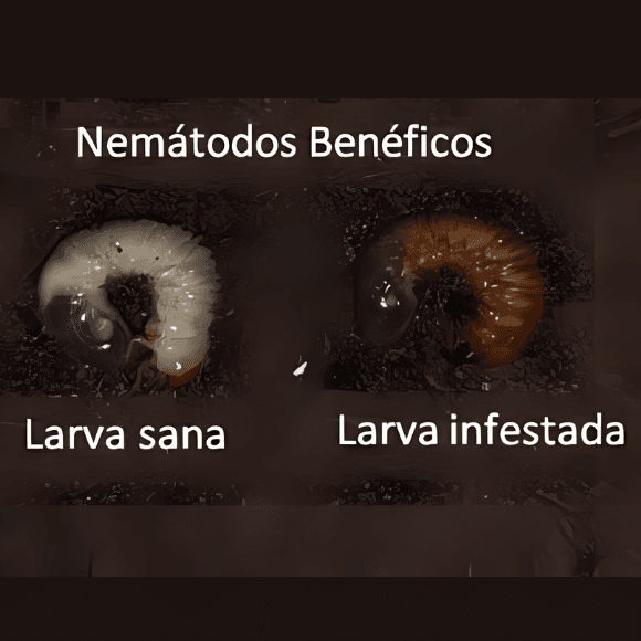 Heterorhabditis bacteriophora