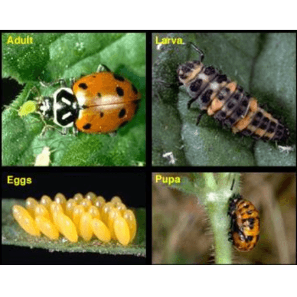 Hippodamia sp. (mariquita)
