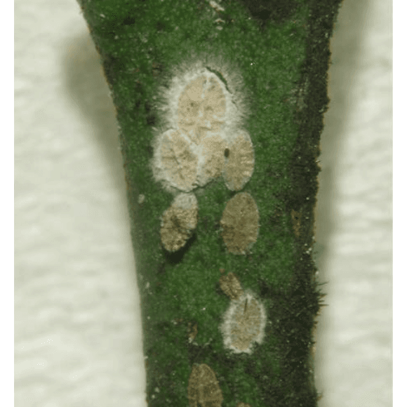 Verticillium lecanii