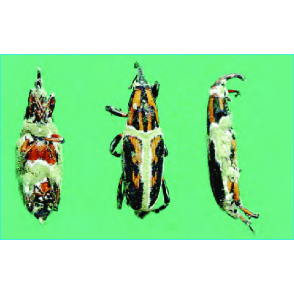 Metarhizium anisopliae y Purpureocillium lilacinum