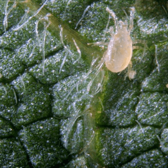 Neoseiulus californicus