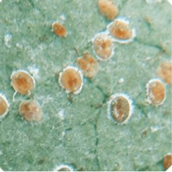 Isaria fumosorosea (ex Paecilomyces fumosoroseus)
