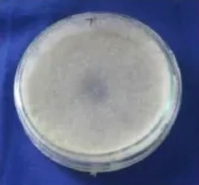 Pochonia chlamydosporia