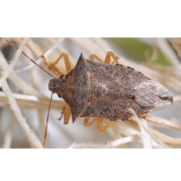Podisus sp.; Podisus nigrispinus