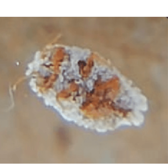 Purpureocillium lilacinum – Nematicida