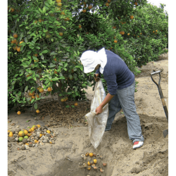 Recojo y enterrado de frutas maduras
