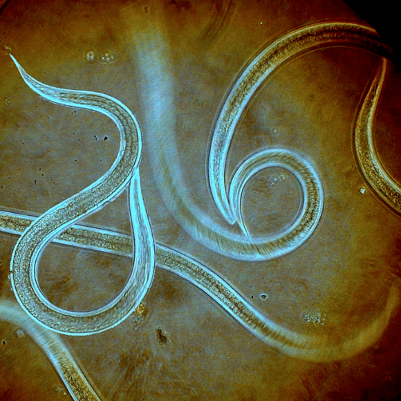 Steinernema carpocapsae