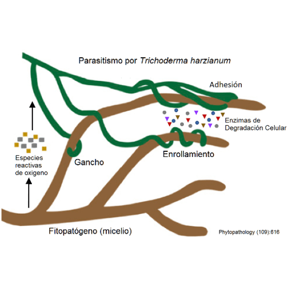 Trichoderma harzianum