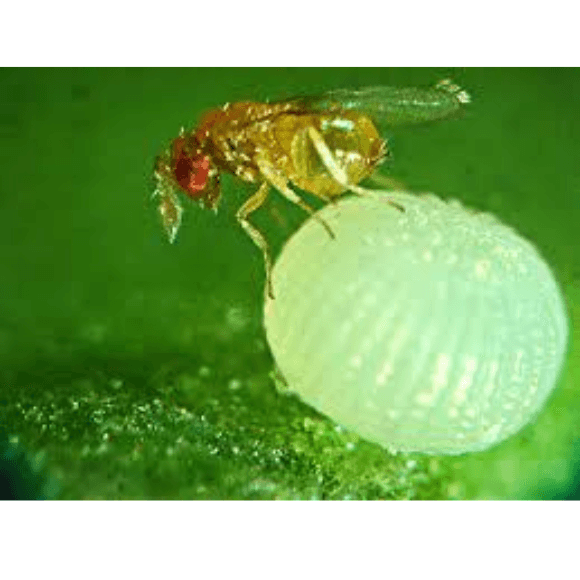 Trichogramma pintoi, T exiguum, T. sp.
