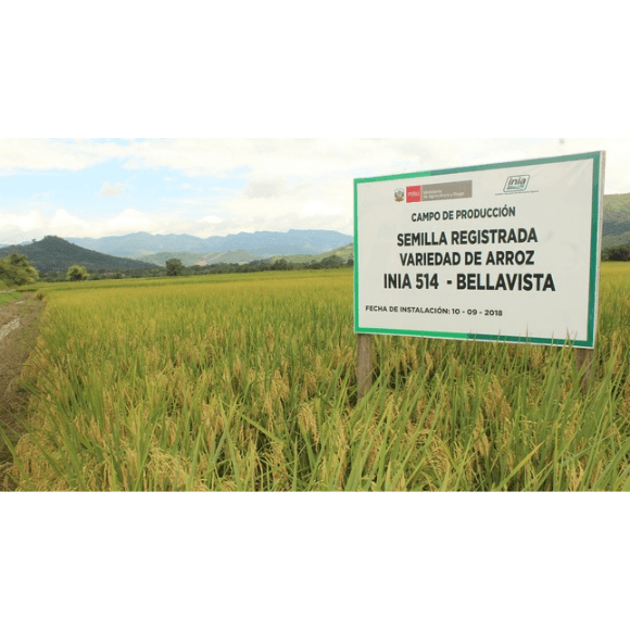 Utilizar variedades resistentes y semillas certificadas