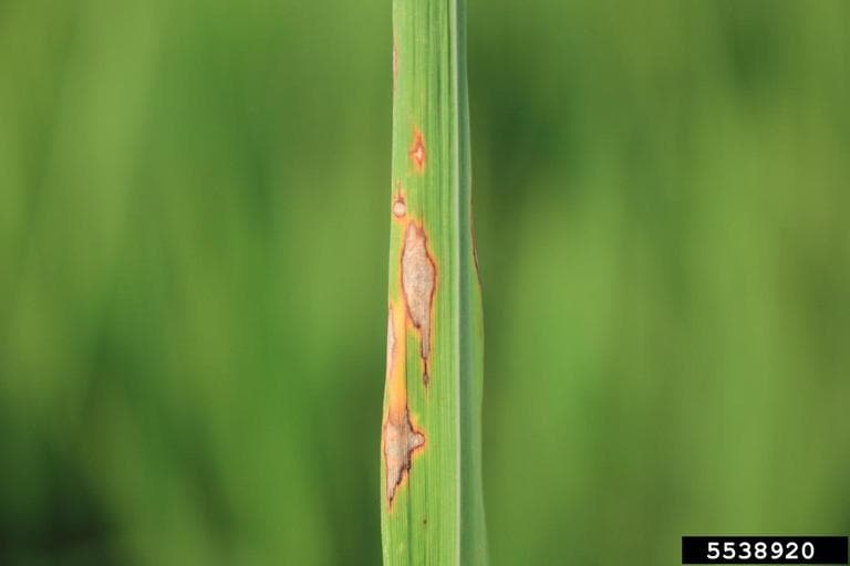 Quemado del arroz