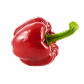 Rocoto