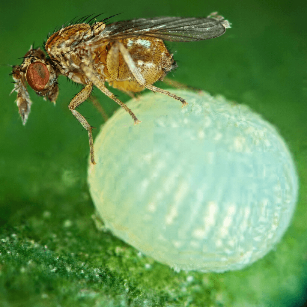 Trichogramma sp