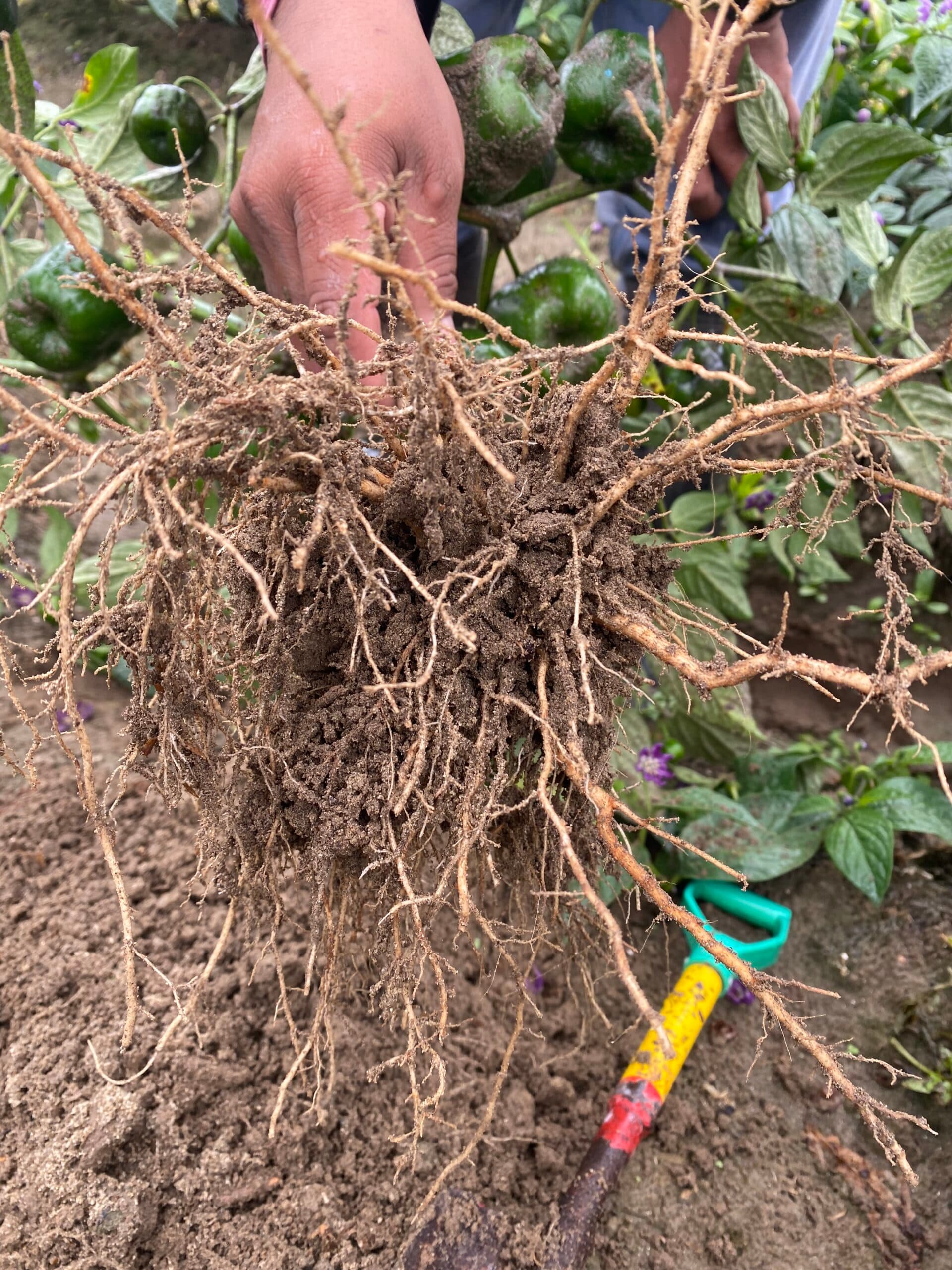 Phytophthora