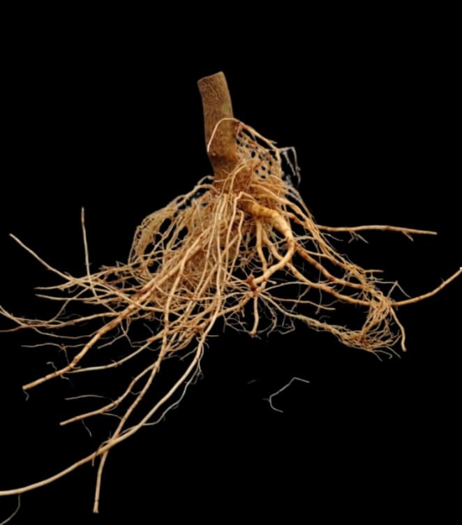 Fusarium