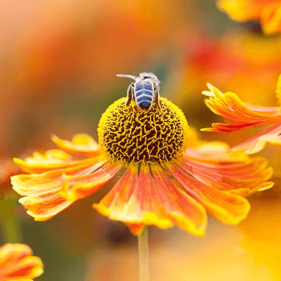 ¡Sin las abejas no comemos!