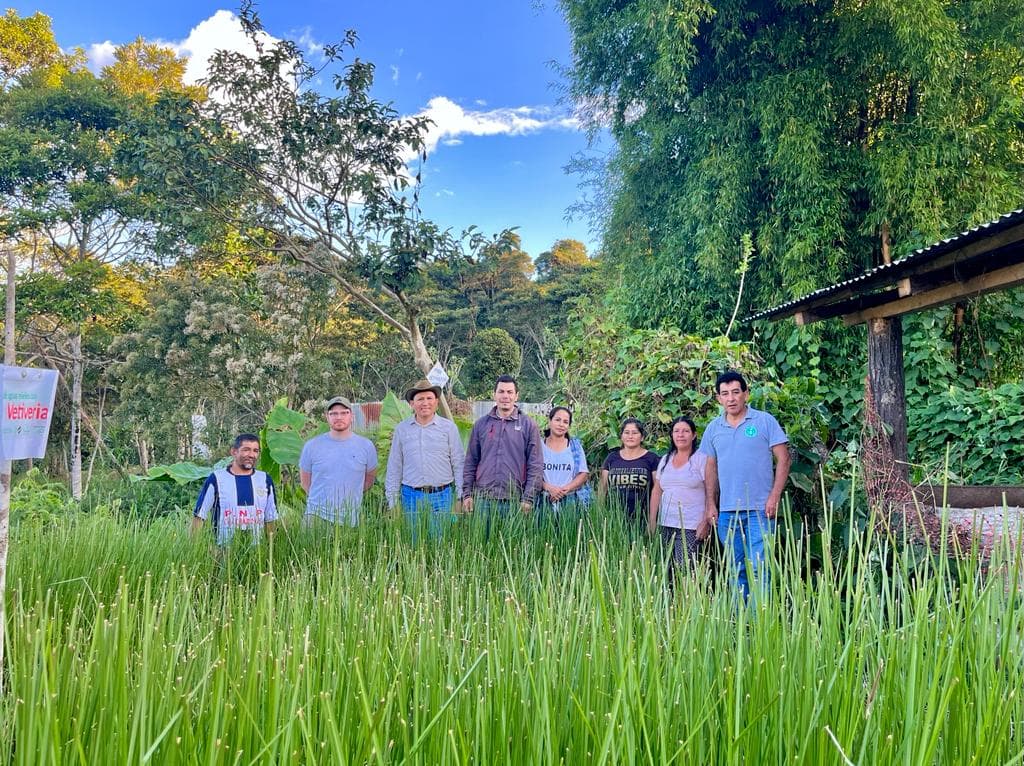Vetiveria: alternativa barata para el tratamiento sostenible de aguas mieles