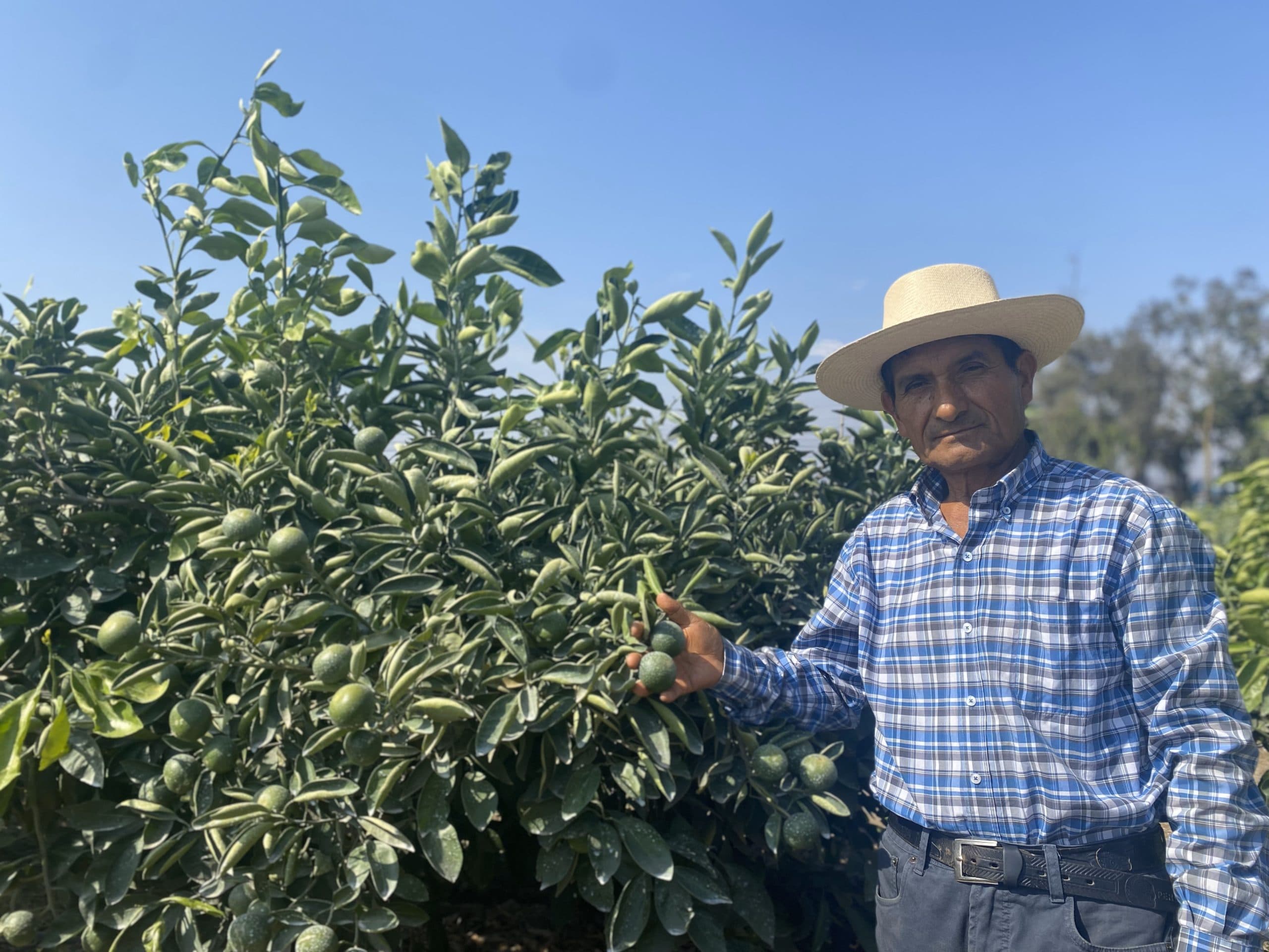 Felizardo Fabián: Impacto del Fenómeno El Niño en la mandarina