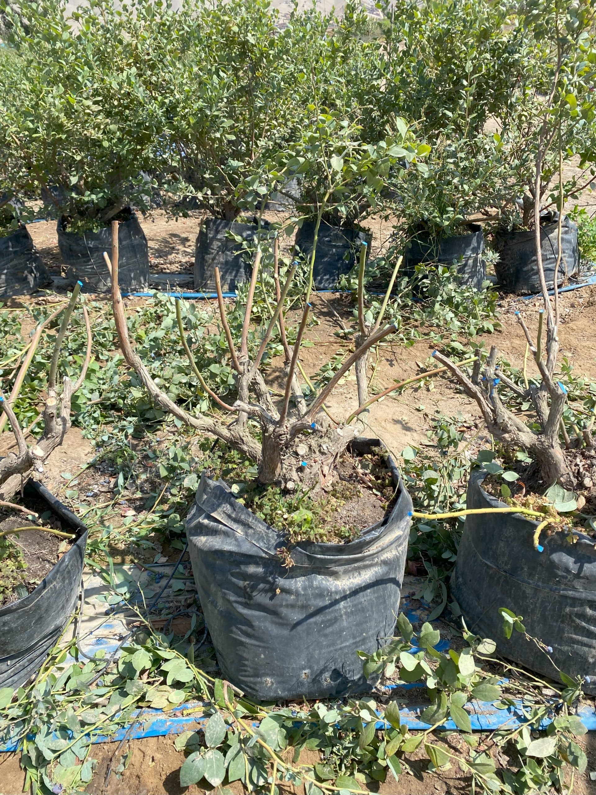 ¡Empezó la temporada de poda en arándano!