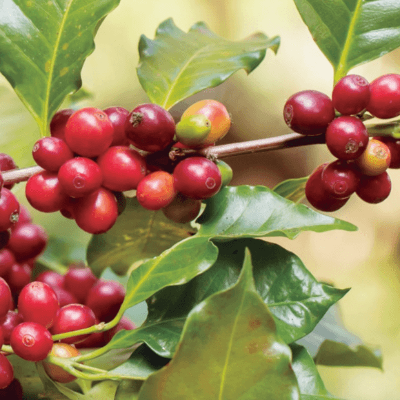 Protege tus Cultivos: Manejo Integrado de la Roya del Café
